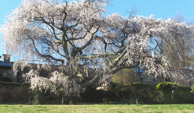 A grand old weeping cherry.  The owners refer to it as "THE tree"