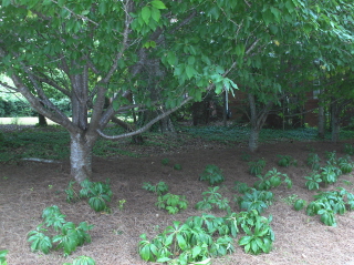 This bed under flowering cherry trees has lots of lenten rose seedlings which will shortly cover the entire bank and negate the need for pine straw.