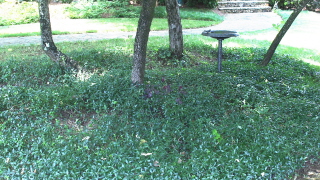 just the right groundcover like this vinca minor will soon diminish the need for expensive mulch.