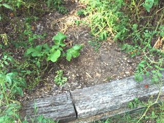 Crossties hold in the compost. Note the mulch of wood chips.