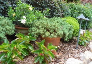 Bedding plants form a nice frame for the containerized evergreens.  I love the gardenia bloom