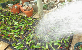 water the cuttings to settle the soil and wet the leaves