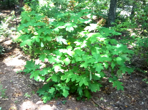 Oak leaf hydrangea in shade garden