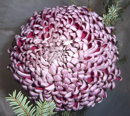 Chrysanthemum bloom, Incurve variety