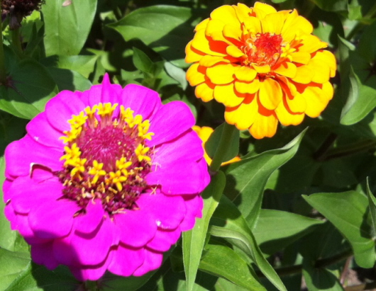Growing zinnias gives cut flowers in many vibrant colors