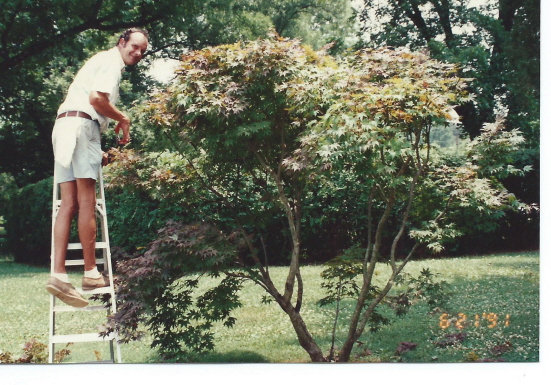 John the plant man pruning the palmatum tree in 1991
