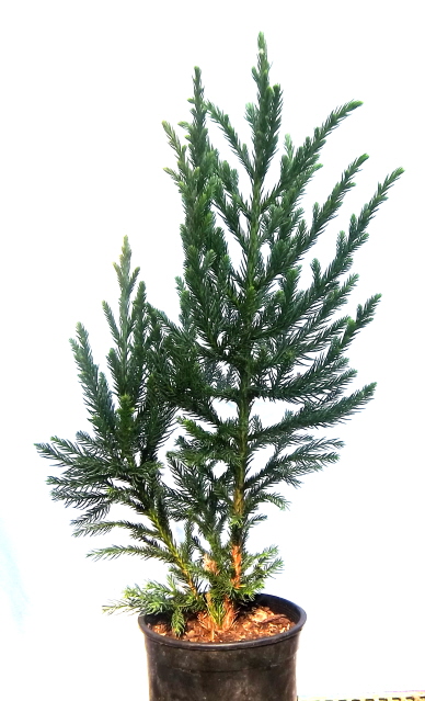 Cryptomeria 'Black Prince' ready to be started as a topiary