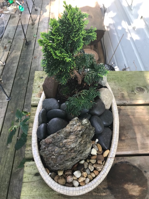 blog dwarf bonsai 11